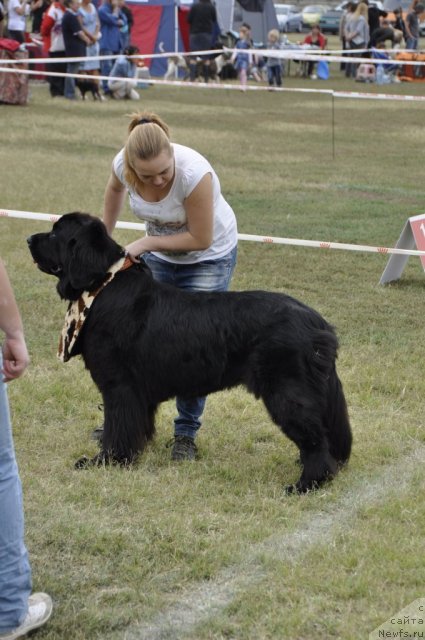 Фото: ньюфаундленд Блэк Диамонд Агидель от Потапа Стефани (Black Diamond Agidel ot Potapa Stefani)