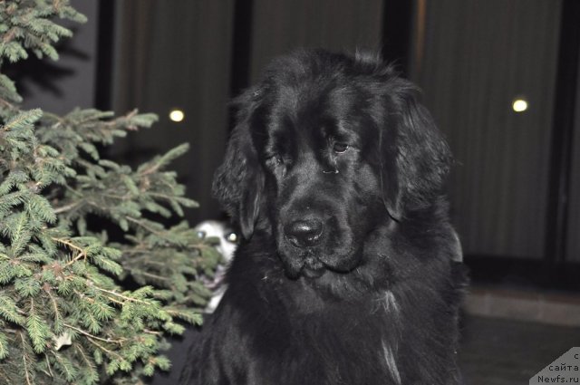 Фотография № 81215