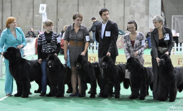 Фото: Ольга Королева, ньюфаундленд Бегущая по Волнам Ханд Маде (Beguschaya po Volnam Hand Made), ньюфаундленд Бегущая по Волнам Харизма (Beguschaya po Volnam Harizma), ньюфаундленд Бегущая по Волнам Вся Такая Растакая (Beguschaya po Volnam Vsya Takaya Rastakaya), ньюфаундленд Бегущая по Волнам Вам и не Снилось (Begushaya po Volnam Vam I Ne Snilos), ньюфаундленд Бегущая по Волнам Дансинг Квин (Beguschaya po Volnam Dancing Queen), ньюфаундленд Бегущая по Волнам Сун ин Му Ханд (Beguschaya po Volnam Sun in My Hand)