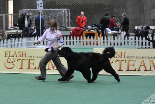 Фото: ньюфаундленд Very Fairweathers X'Got The Rhythm