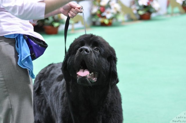 Фотография № 81225