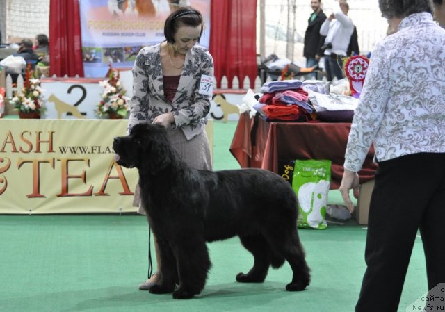 Фото: ньюфаундленд Бегущая по Волнам Дансинг Квин (Beguschaya po Volnam Dancing Queen)