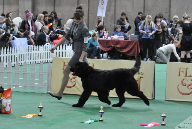 Фото: ньюфаундленд Плюшевая Панда Удивительная Кейт (Plushevaya Panda Udivitelnaja Kejt)