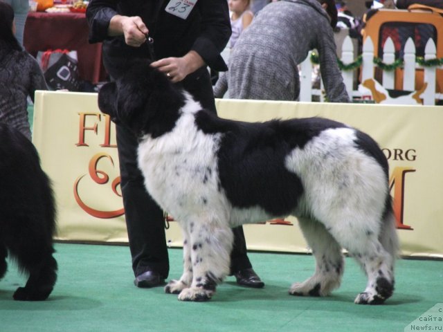 Фото: ньюфаундленд Rosa Mollis Baby Scratch My Back