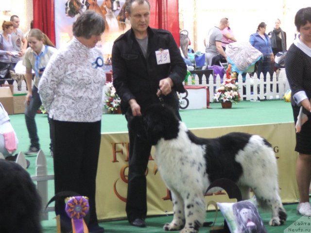 Фото: ньюфаундленд Rosa Mollis Baby Scratch My Back
