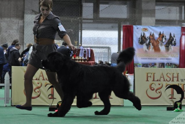 Фото: ньюфаундленд Дар Свезы Юстас Сагиттариус (Dar Svezy Ustas Sagittarius)