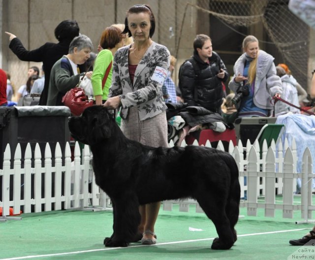 Фото: ньюфаундленд Бегущая по Волнам Ханд Маде (Beguschaya po Volnam Hand Made)
