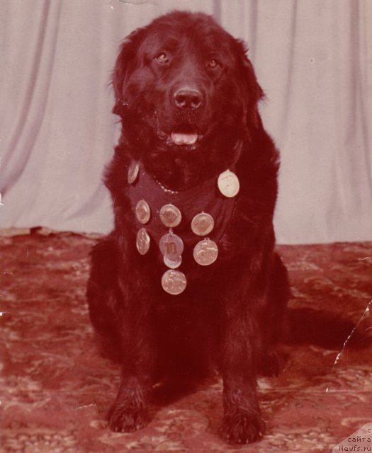 Фото: ньюфаундленд Айсидора Дункан Терра Нова