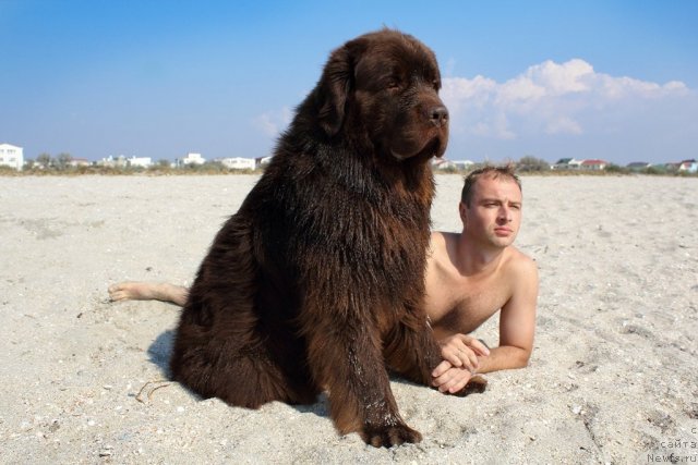 Фото: ньюфаундленд Лесная Сказка Королевский Медведь (Lesnaja Skazka Korolevskiy Medved), Дмитрий Самарцев