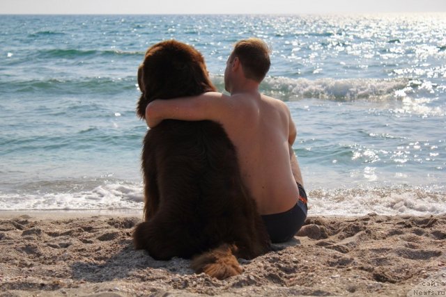 Фото: ньюфаундленд Лесная Сказка Королевский Медведь (Lesnaja Skazka Korolevskiy Medved), Дмитрий Самарцев