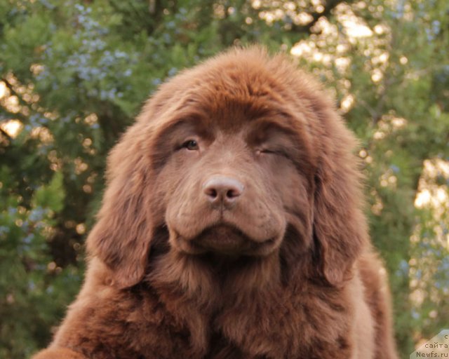 Фото: ньюфаундленд Фееричная Фортунатусси с Берега Дона (Feerichnaja Fortunatussi s Berega Dona)