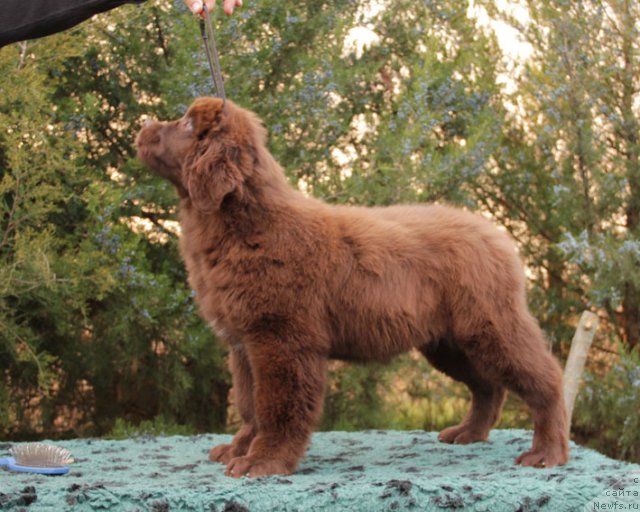 Фото: ньюфаундленд Фееричная Фортунатусси с Берега Дона (Feerichnaja Fortunatussi s Berega Dona)