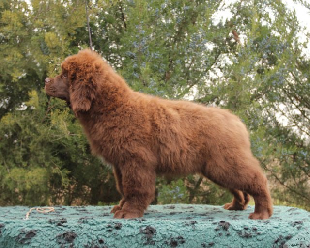 Фото: ньюфаундленд Фантастическая Фея с Берега Дона (Fantasticheskaya Feya s Berega Dona)