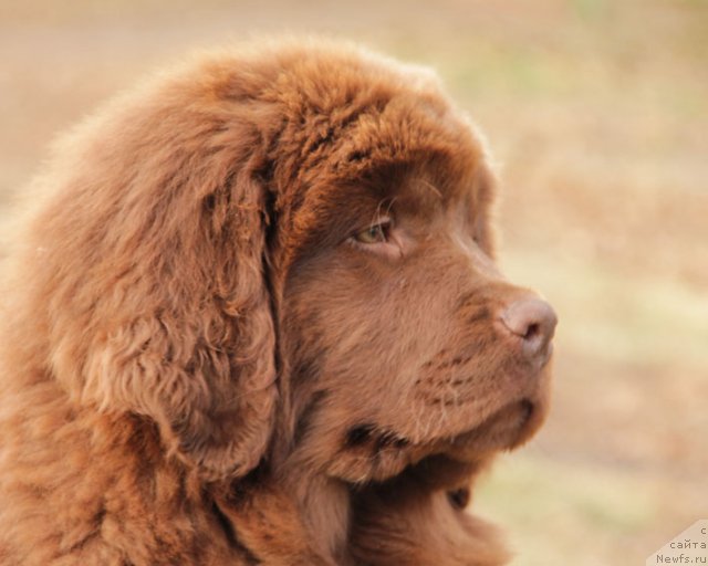 Фото: ньюфаундленд Фантастическая Фея с Берега Дона (Fantasticheskaya Feya s Berega Dona)