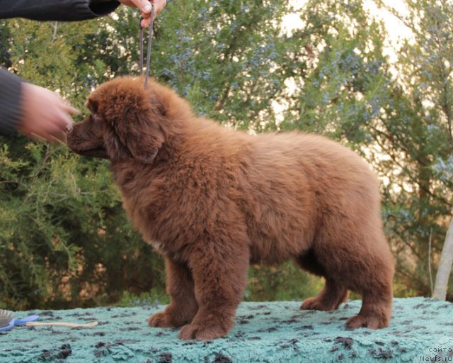 Фото: ньюфаундленд Фартовая Фишка с Берега Дона (Fartovaya Fishka s Berega Dona)