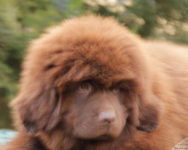 Фото: ньюфаундленд Фартовая Фишка с Берега Дона (Fartovaya Fishka s Berega Dona)