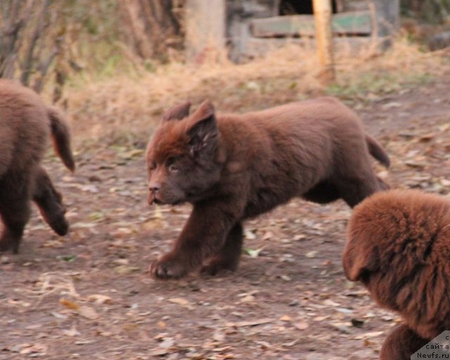 Фото: ньюфаундленд Фееричная Фортунатусси с Берега Дона (Feerichnaja Fortunatussi s Berega Dona)