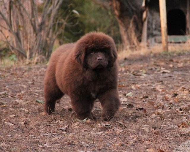 Фото: ньюфаундленд Фартовая Фишка с Берега Дона (Fartovaya Fishka s Berega Dona)