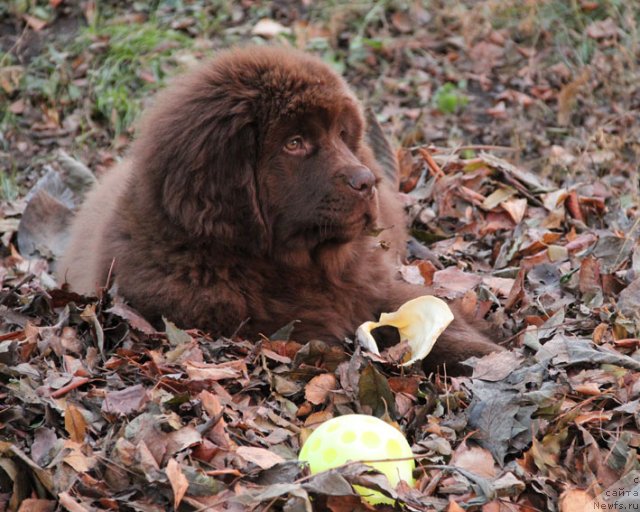 Фото: ньюфаундленд Фантастическая Фея с Берега Дона (Fantasticheskaya Feya s Berega Dona)