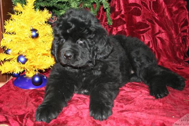 Фото: ньюфаундленд Жасмин Северный Каприз из Медвежьего Яра (Zhasmine Severny Caprice iz Medvejyego Yara)