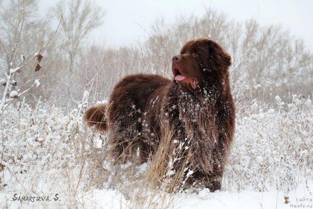 Фото: ньюфаундленд Лесная Сказка Королевский Медведь (Lesnaja Skazka Korolevskiy Medved)