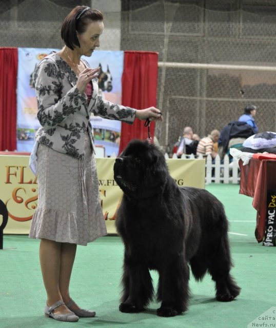 Фото: ньюфаундленд Бегущая по Волнам Вам и не Снилось (Begushaya po Volnam Vam I Ne Snilos), Ольга Королева