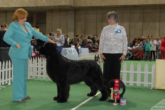 Фото: ньюфаундленд Акватория Келвин Килиманджаро (Aquatoriya Kelvin Kilimandzharo)