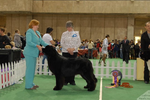 Фото: ньюфаундленд Акватория Келвин Килиманджаро (Aquatoriya Kelvin Kilimandzharo)