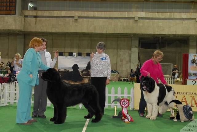 Фото: ньюфаундленд Акватория Келвин Килиманджаро (Aquatoriya Kelvin Kilimandzharo)