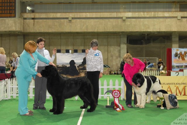 Фото: ньюфаундленд Акватория Келвин Килиманджаро (Aquatoriya Kelvin Kilimandzharo)