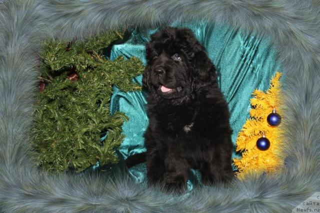 Фото: ньюфаундленд Жасмин Северный Каприз из Медвежьего Яра (Zhasmine Severny Caprice iz Medvejyego Yara)