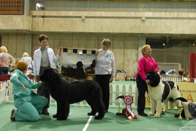 Фото: ньюфаундленд Акватория Келвин Килиманджаро (Aquatoriya Kelvin Kilimandzharo)