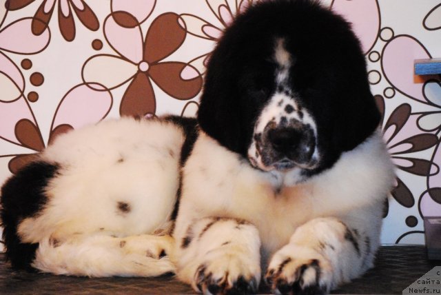 Фотография № 81381