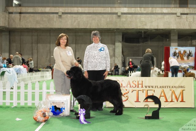 Фото: ньюфаундленд Сент Джонс Дора (Sent Djons Dora)