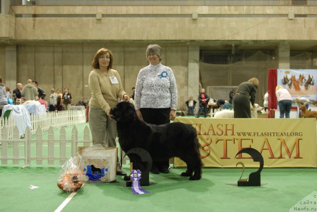 Фото: ньюфаундленд Сент Джонс Дора (Sent Djons Dora)