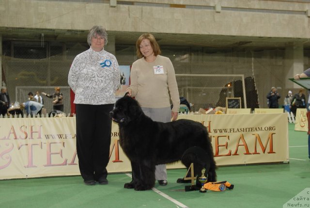 Фото: ньюфаундленд Сент Джонс Дора (Sent Djons Dora)