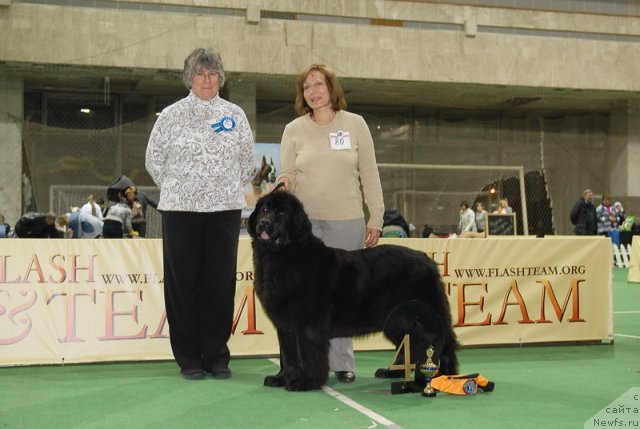 Фото: ньюфаундленд Сент Джонс Дора (Sent Djons Dora)
