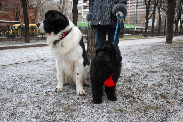 Фото: ньюфаундленд Хьюго Босс из Уникальной Коллекции