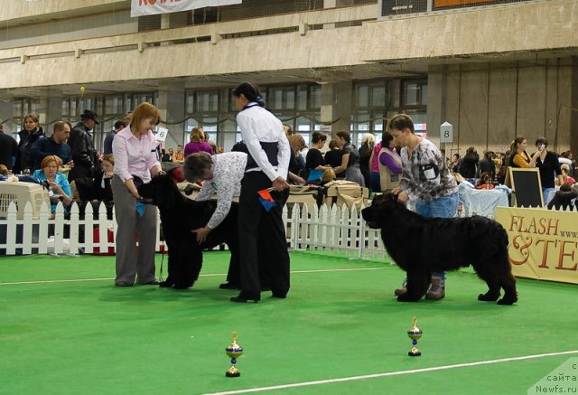 Фото: ньюфаундленд Very Fairweathers X'Got The Rhythm