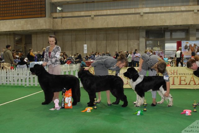 Фото: ньюфаундленд Бегущая по Волнам Дансинг Квин (Beguschaya po Volnam Dancing Queen), ньюфаундленд Плюшевая Панда Удивительная Кейт (Plushevaya Panda Udivitelnaja Kejt), ньюфаундленд Питерньюф И Дид Ит Агаин (Piternyuf I Did It Again)