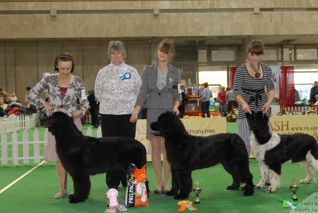 Фото: ньюфаундленд Бегущая по Волнам Дансинг Квин (Beguschaya po Volnam Dancing Queen), ньюфаундленд Плюшевая Панда Удивительная Кейт (Plushevaya Panda Udivitelnaja Kejt), ньюфаундленд Питерньюф И Дид Ит Агаин (Piternyuf I Did It Again)