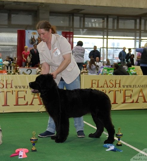 Фото: ньюфаундленд Сент Джонс Челеста