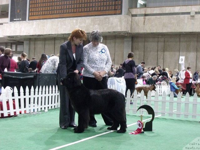 Фото: ньюфаундленд Желанная Моя