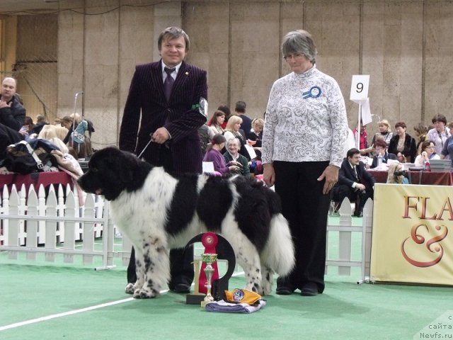 Фото: ньюфаундленд Даанич Шахматный Оскар (Daanich Shahmatny Oskar)