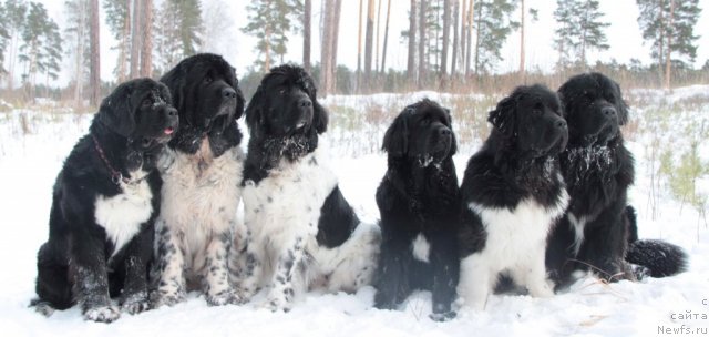 Фото: ньюфаундленд Икона Стиля, ньюфаундленд Супер Бизон Арго (Super Bizon Argo), ньюфаундленд Плюшевая Панда Ла Белла, ньюфаундленд Бианка Вайт Пэрл, ньюфаундленд Супер Премиум Зиппи Сенсейшен, ньюфаундленд Изумруд Моей Души