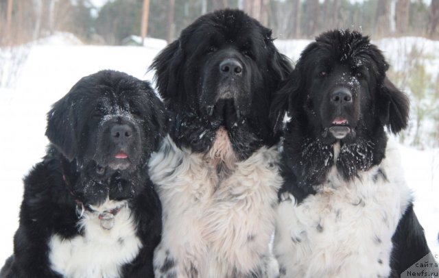Фото: ньюфаундленд Икона Стиля, ньюфаундленд Супер Бизон Арго (Super Bizon Argo), ньюфаундленд Плюшевая Панда Ла Белла