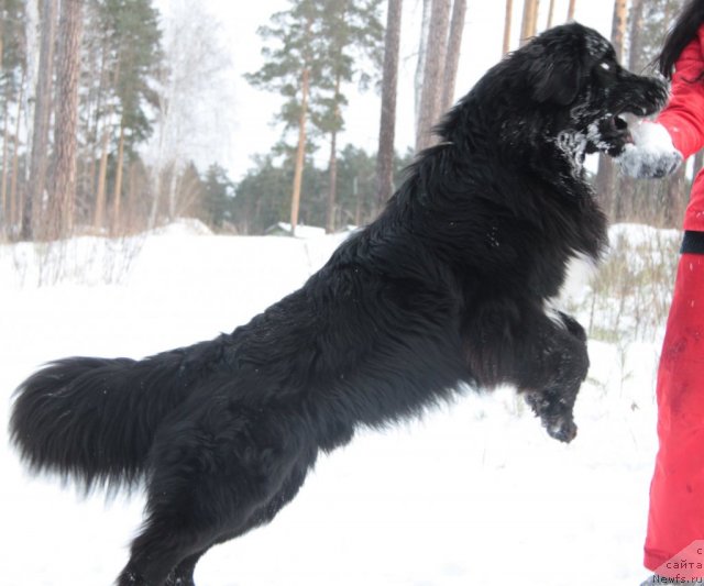 Фото: ньюфаундленд Изумруд Моей Души