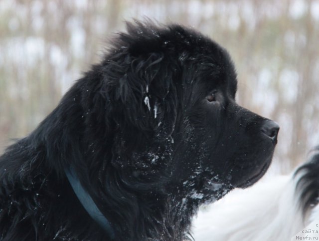 Фото: ньюфаундленд Супер Премиум Зиппи Сенсейшен