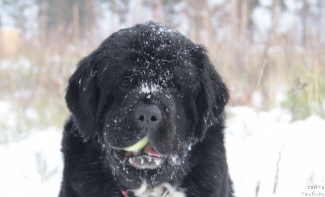 Фото: ньюфаундленд Икона Стиля