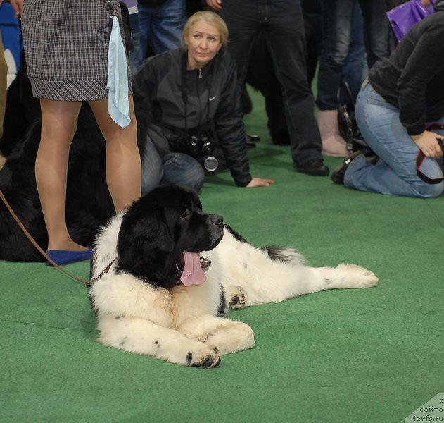 Фотография № 81441